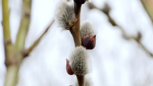 Ast mit Knospen-Hintergrund, Frühling