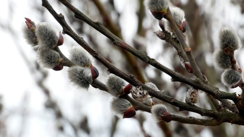 Ast mit Knospen-Hintergrund, Frühling