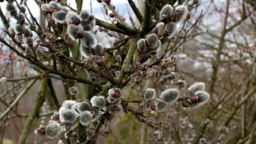 Ast mit Knospen-Hintergrund, Frühling