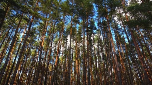 High Pines in Forest and Flying Clouds