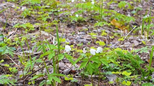 Schöne erste Blumen im Frühlingswald, Schneeglöckchen