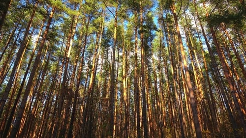 High Pines in Forest at Beautiful Day