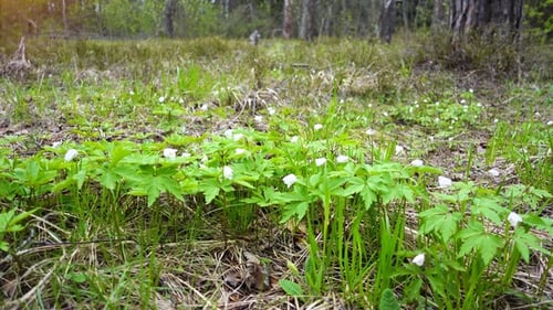 Spring Forest and First Flowers, Snowdrops