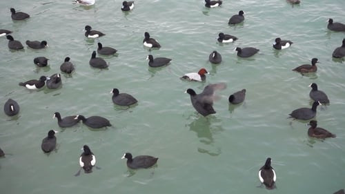 Enten schwimmen in einem See