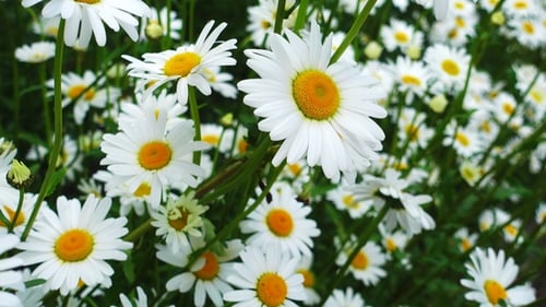 Field of Daisies Blooming in the Summer