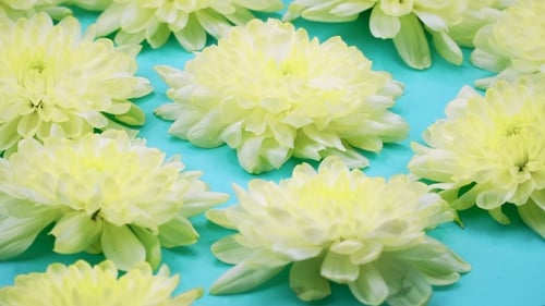 Yellow Flowers on Teal Surface
