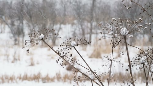 Heavy Snowfall on Field with Dried Grass. Winter Natural Background