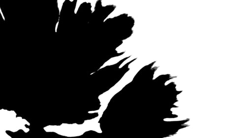 Beautiful White Watercolor Ink Drops Transition on Black Background, Paint Bleed Bloom, with Circle