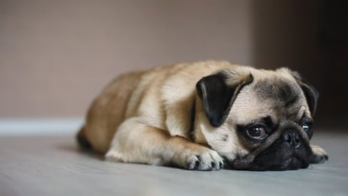 Tired Dog, Pug Falls Asleep