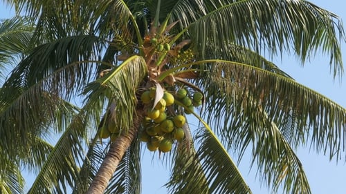 Lush Coconut Palm Tree Swaying in Tropical Breeze