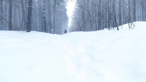 Falling Snow in the Winter Forest with Snow-Covered Trees