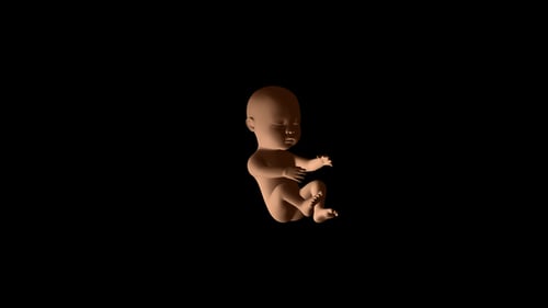 Baby-Fötus