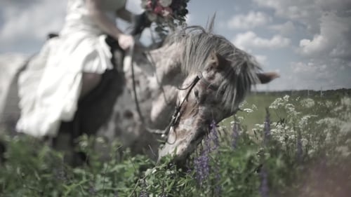Horse Chewing the Grass on a Background of Nature. of Head of Horse Eating Grass