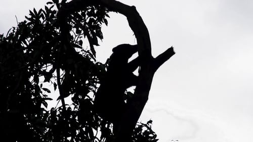 Sloth Silhouette Climbing Tree Branch in the Rainforest