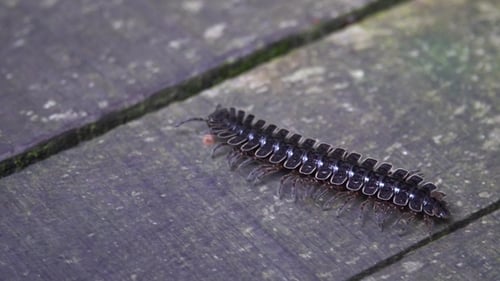 Tractor Millipede (Diplopoda, Polydesmida, Platyrhacidae), valle del Danum, Borneo, Malasia