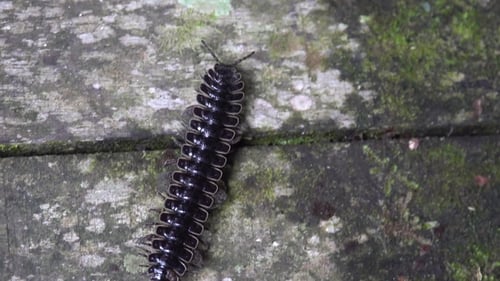 Tractor Millipede (Diplopoda, Polydesmida, Platyrhacidae), valle del Danum, Borneo, Malasia