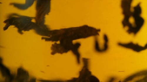 Tea Leaves Swirling in a Golden Liquid Close Up