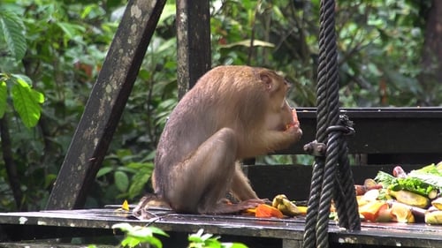 Monkey Eating Fruit and Vegetables in Jungle Setting