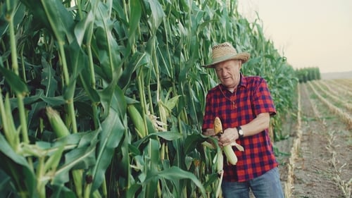 Farmer Harvesting Corn on Sunny Day