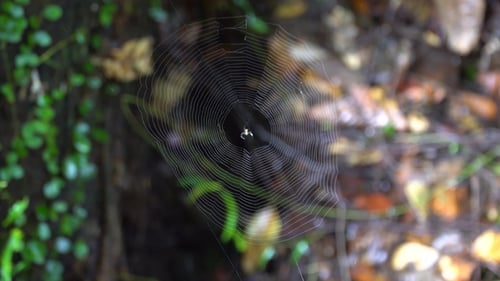 Spider Web in Tropical Rainforest Jungle