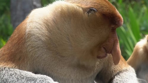 Close Up of Proboscis Monkey Resting