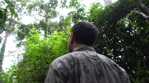 Male Tourist Walking in Rainforest Park
