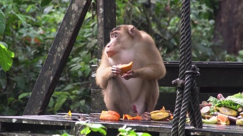 Monkey Eating Fruit on a Wooden Platform