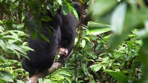 Sun Bear (Helarctos Malayanus)