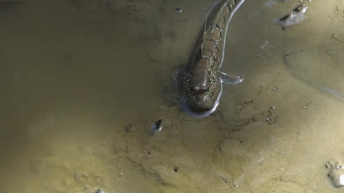 Mudskipper Wading in Shallow Muddy Water