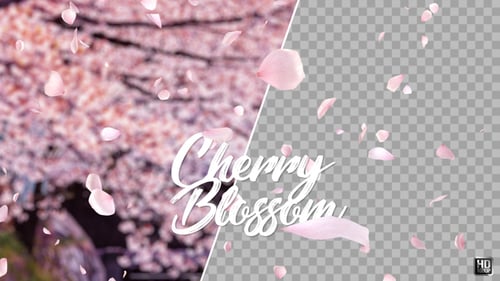 Cherry Blossom
