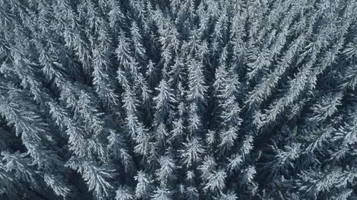 Winter Season Spruce and Pine Trees Covered with Snow. Aerial Top Down Flyover Shot of Winter Forest