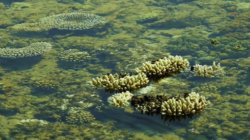 Coral Reef at the Seabed Under the Clear Water