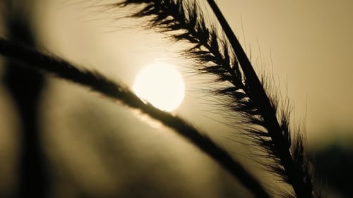 Grass Ear Spikes Silhouette at the Sunset