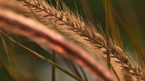 Belles pointes d'oreille d'herbe au coucher du soleil