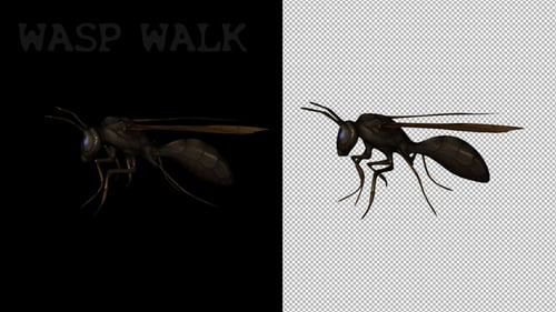 Cartoon Wasp Walk