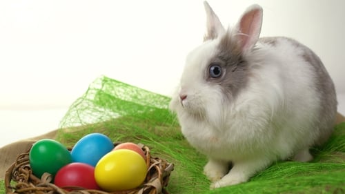 Conejito de Pascua sentado cerca de un nido con huevos coloridos sobre un fondo blanco