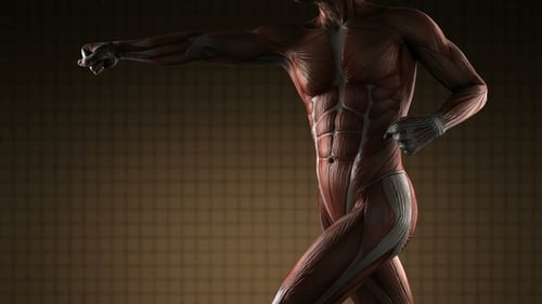 3D Animation of Human Muscular System Rotating