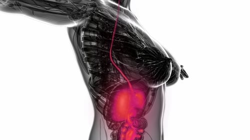 3D Animation of Human Digestive System with Esophagus Pathway