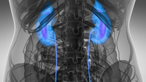 Anatomie-Scan der menschlichen Nieren