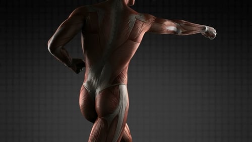 3D Human Muscular System Anatomy Rotation and Flexing