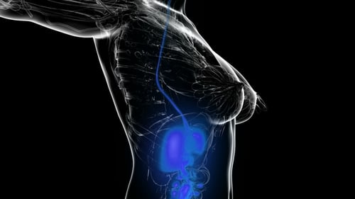 Human Body with Visible Digestive System