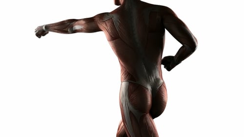 3D Human Anatomy Muscle System Rotation