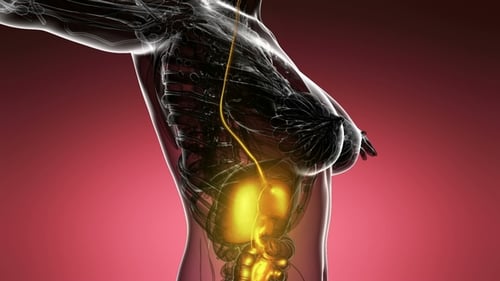 Human Body with Visible Digestive System