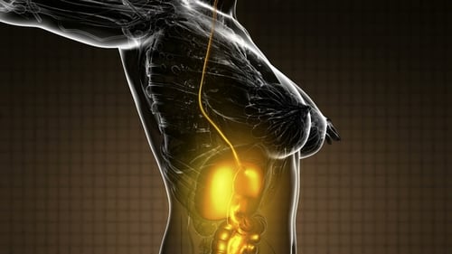 Futuristic Medical 3D Scan of Human Digestive System