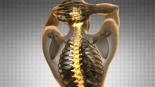Animated 3D Human Spine Scan with Glowing Vertebrae