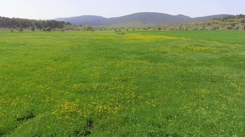 Aerial View of Green Field with Wildflowers