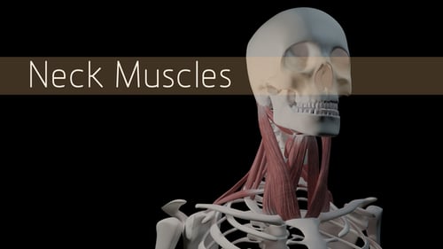 3D Human Neck Anatomy with Skull and Spine Rotation