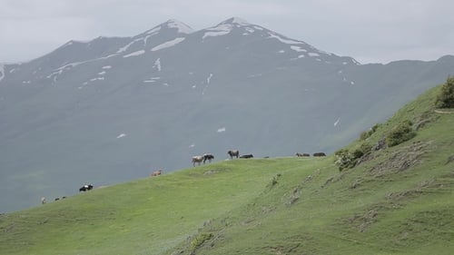 Eine Herde Kühe im georgischen Kaukasus
