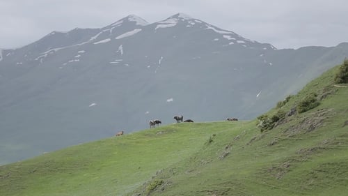 Kuhherde im georgischen Kaukasus