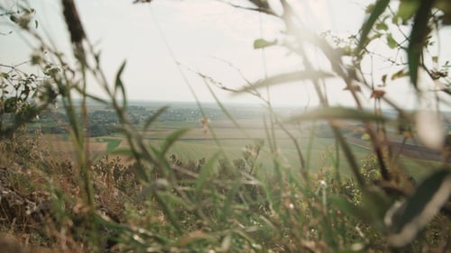 Wild Grass Waves on the Wind in the Field on the Sunshining Sky Background